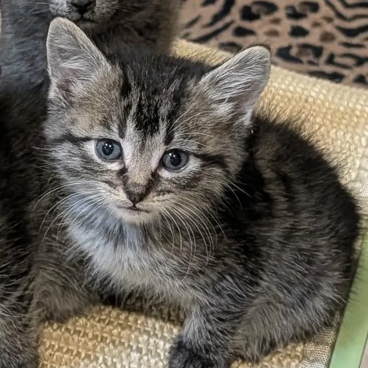 A baby small-sized female Brown / Chocolate Domestic Short Hair cat named Kennedy for adoption in Sioux Falls, SD