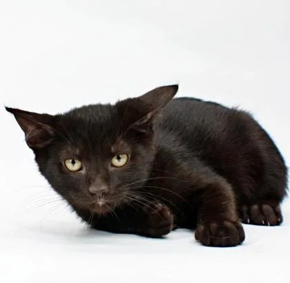 A baby small-sized male Domestic Short Hair cat named Lars for adoption in Morton Grove, IL