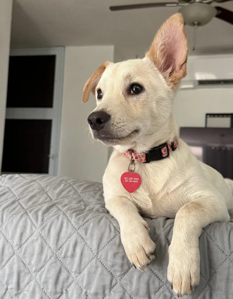 A baby medium-sized female Yellow / Tan / Blond / Fawn Mixed Breed dog named Magda for adoption in Pelham, NH