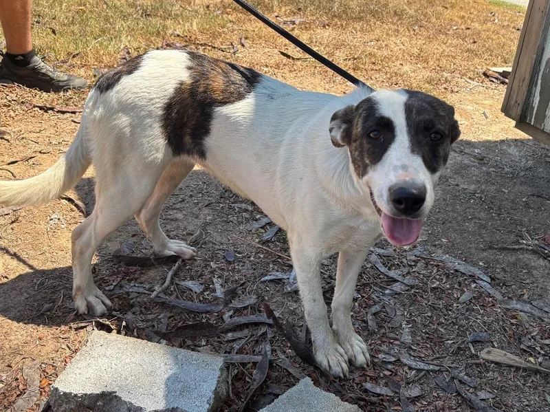 A baby medium-sized female Mixed Breed dog named Greta for adoption in Batesville, AR