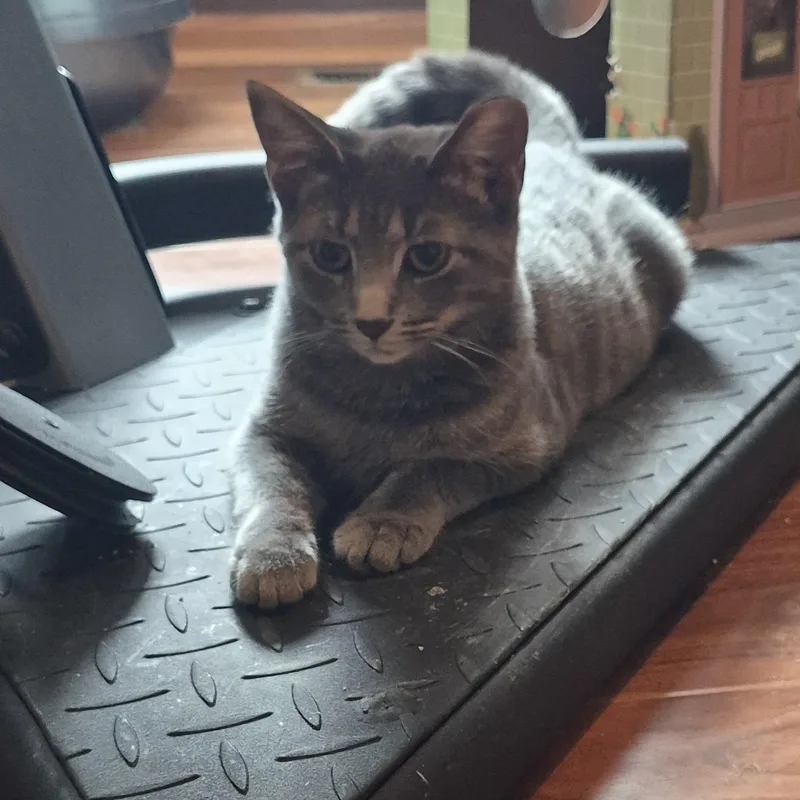 An adult medium-sized female Gray / Blue / Silver Domestic Short Hair cat named Jazz for adoption in Plainfield, IL
