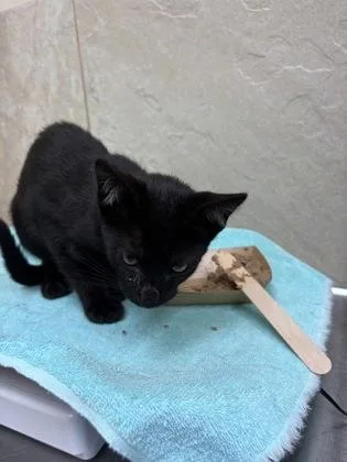 A baby small-sized male Domestic Short Hair cat named Samson for adoption in Honolulu, HI