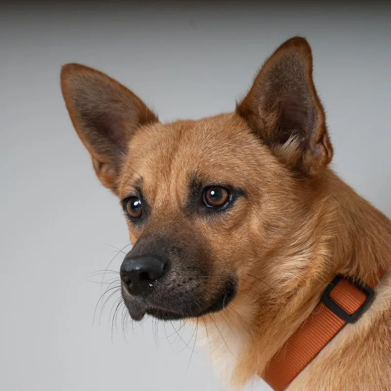 A young small-sized male Red / Chestnut / Orange Chihuahua dog named Scout Wellington D for adoption in Minnetonka, MN