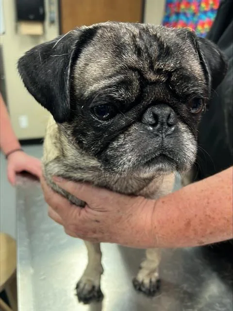 A young small-sized male Mixed Breed dog named Pug for adoption in Dallas, TX