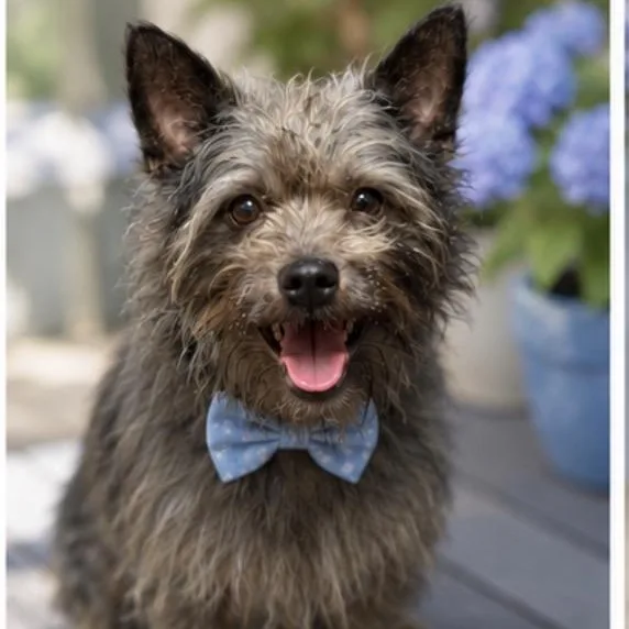 A young small-sized male Cairn Terrier dog named Chance Gs for adoption in Allen, TX