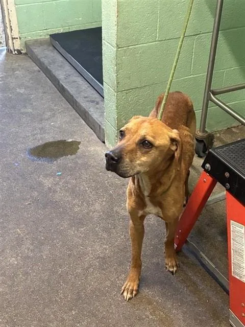 A senior medium-sized female Pit Bull Terrier dog named Destiny for adoption in Sacramento, CA