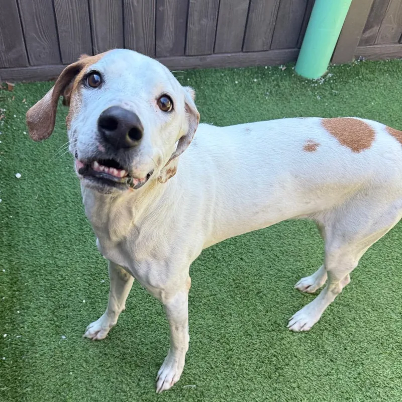 An adult medium-sized male White / Cream Treeing Walker Coonhound dog named Brody for adoption in LOXAHATCHEE, FL