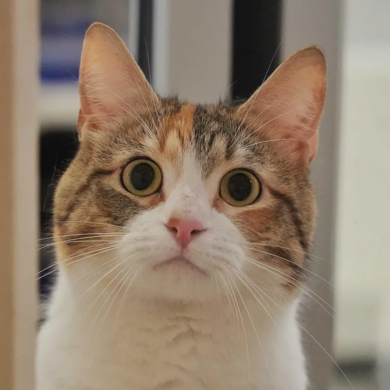 An adult medium-sized female Calico Domestic Short Hair cat named Barrel for adoption in Aiken, SC