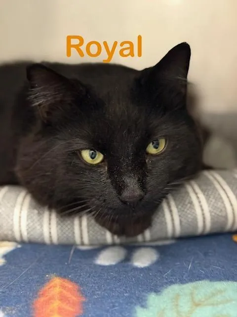 A young medium-sized male Domestic Long Hair cat named ROYAL Cat for adoption in New Bern, NC