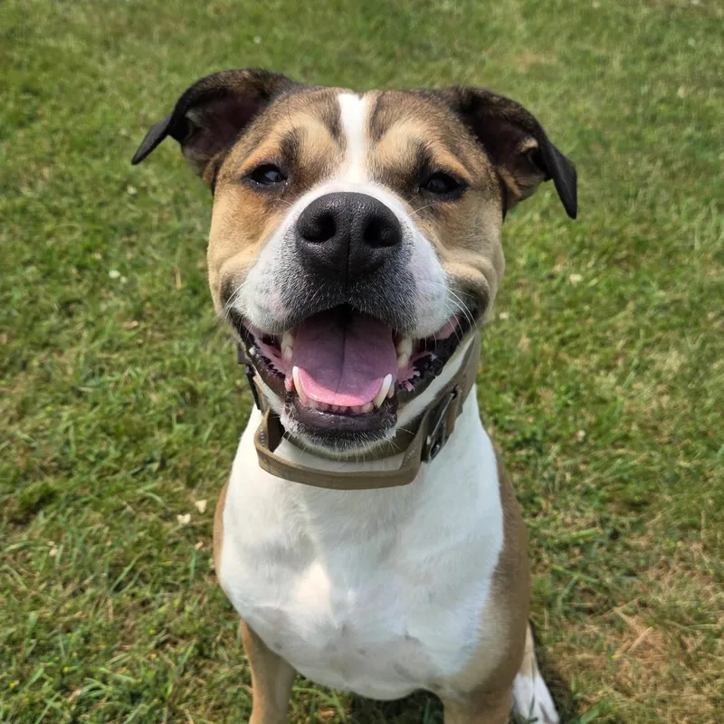 An adult large-sized male Mixed Breed dog named Titan for adoption in Pontiac, IL