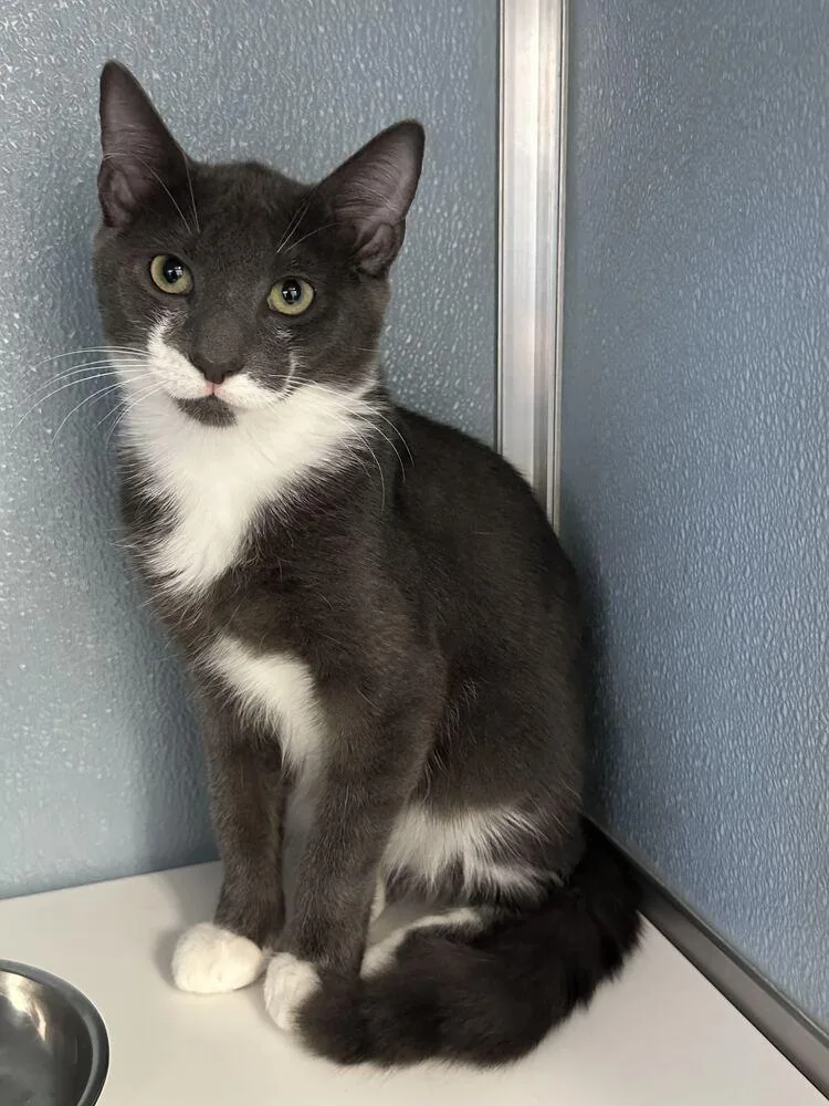 A baby medium-sized male Gray & White Domestic Short Hair cat named Tailspin for adoption in Milltown, NJ