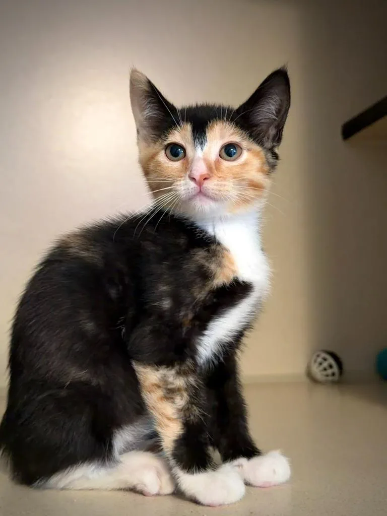 A baby small-sized female Domestic Short Hair cat named Nesta for adoption in Los Angeles, CA