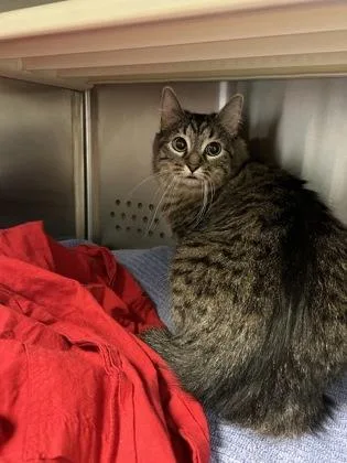 An adult medium-sized female Domestic Medium Hair cat named Neoom for adoption in Kansas City, MO
