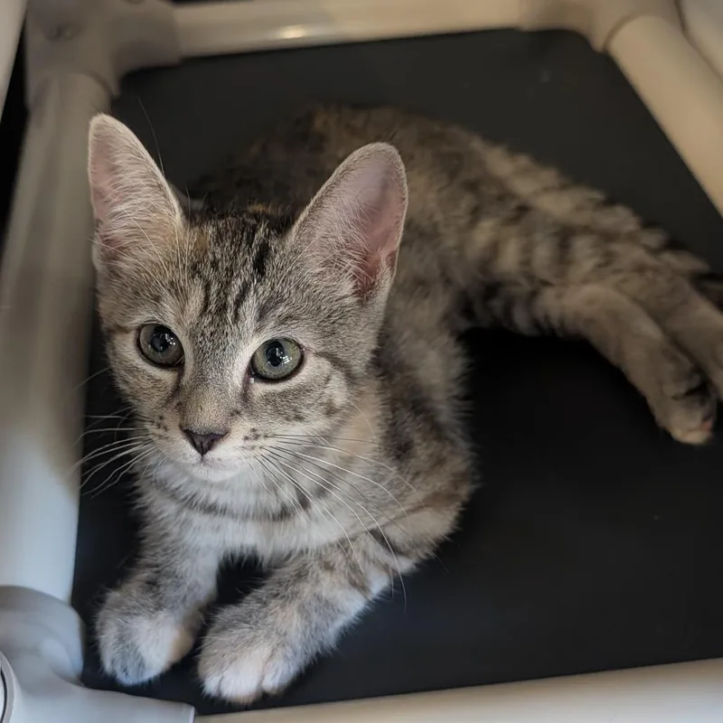 A baby small-sized female Gray / Blue / Silver Domestic Short Hair cat named Peachy for adoption in Tylertown, MS
