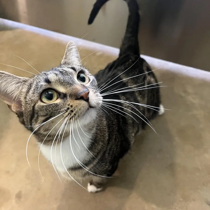 An adult small-sized female Brown / Chocolate Domestic Short Hair cat named Anemone for adoption in Chicago, IL
