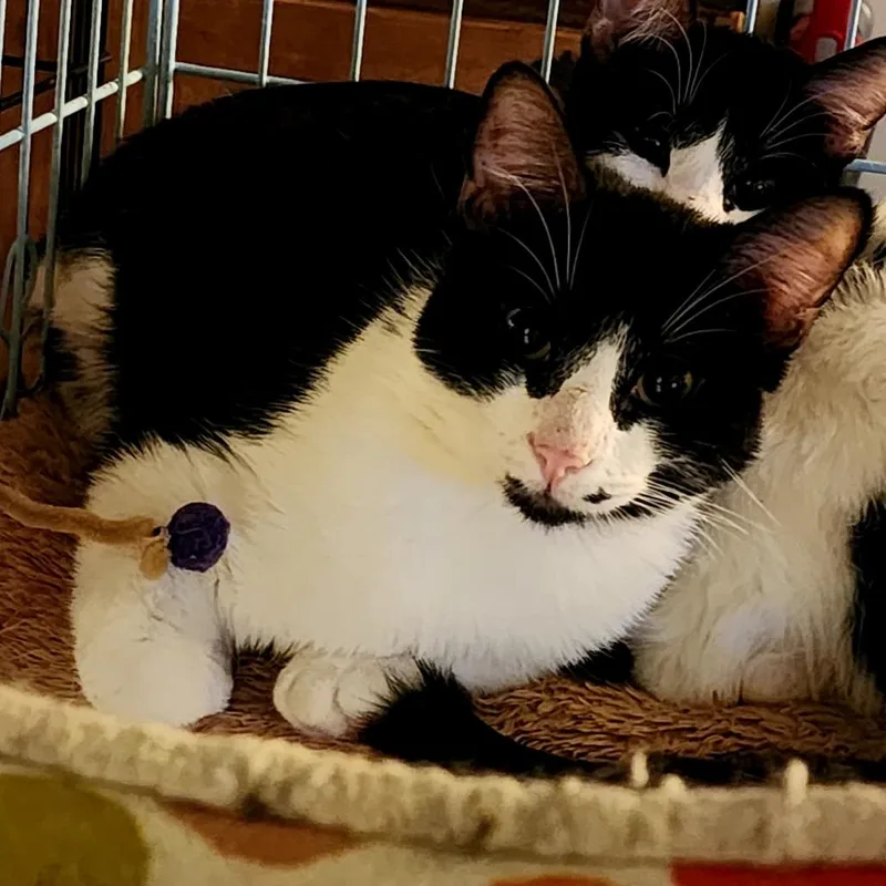 A young small-sized male Black Domestic Short Hair cat named Black Beard for adoption in Grantsville, UT