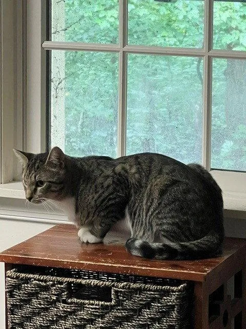 A young medium-sized male Domestic Short Hair cat named Clancy for adoption in Harrisburg, PA