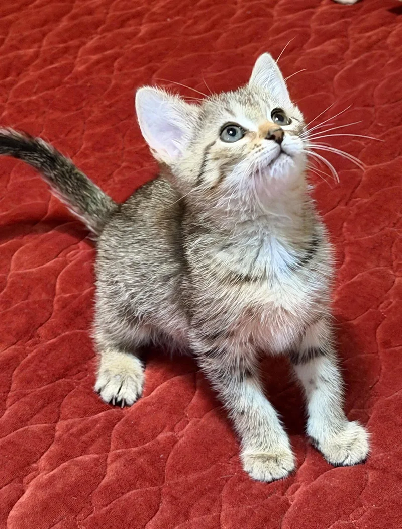 A baby medium-sized female American Shorthair cat named Selena for adoption in Roanoke, AL