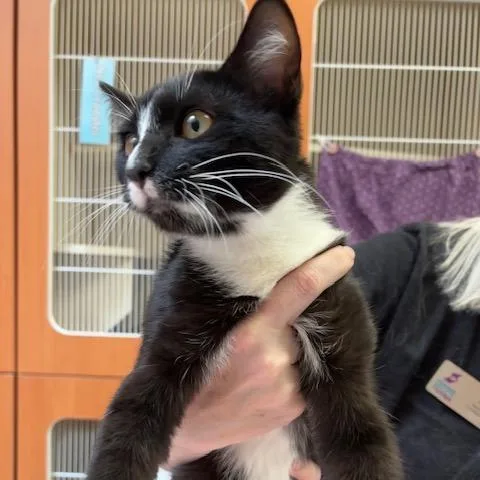 A baby medium-sized male Domestic Short Hair cat named Noggin Boggins for adoption in Murray, UT