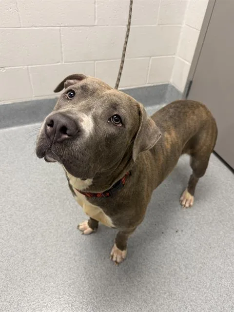 An adult large-sized female Pit Bull Terrier dog named Blue for adoption in Indianapolis, IN