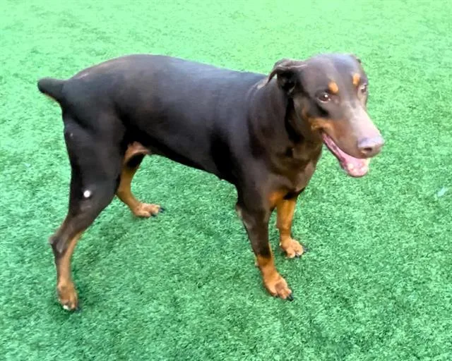 An adult medium-sized female Doberman Pinscher dog named Kona for adoption in Tustin, CA