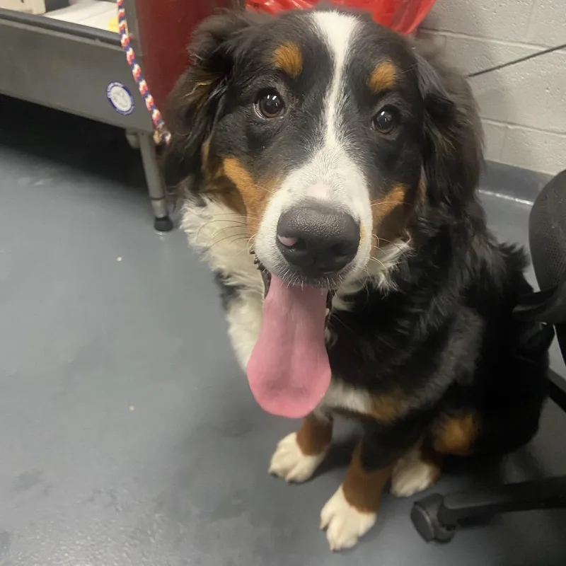 A young large-sized male Black Mixed Breed dog named Ruckus for adoption in Allentown, PA