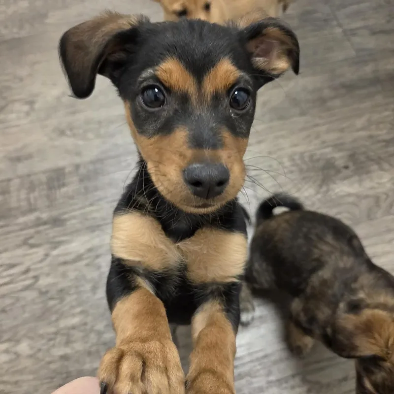 A baby small-sized male Black Chihuahua dog named Mox for adoption in Redmond, WA