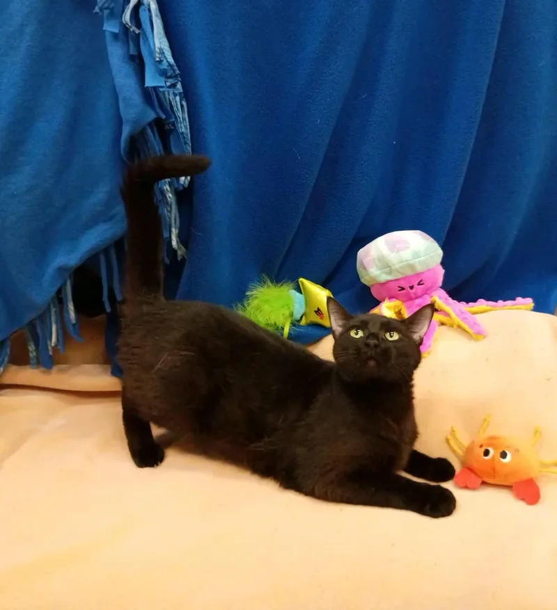 A young medium-sized female Black Domestic Short Hair cat named Chicky for adoption in Pueblo, CO