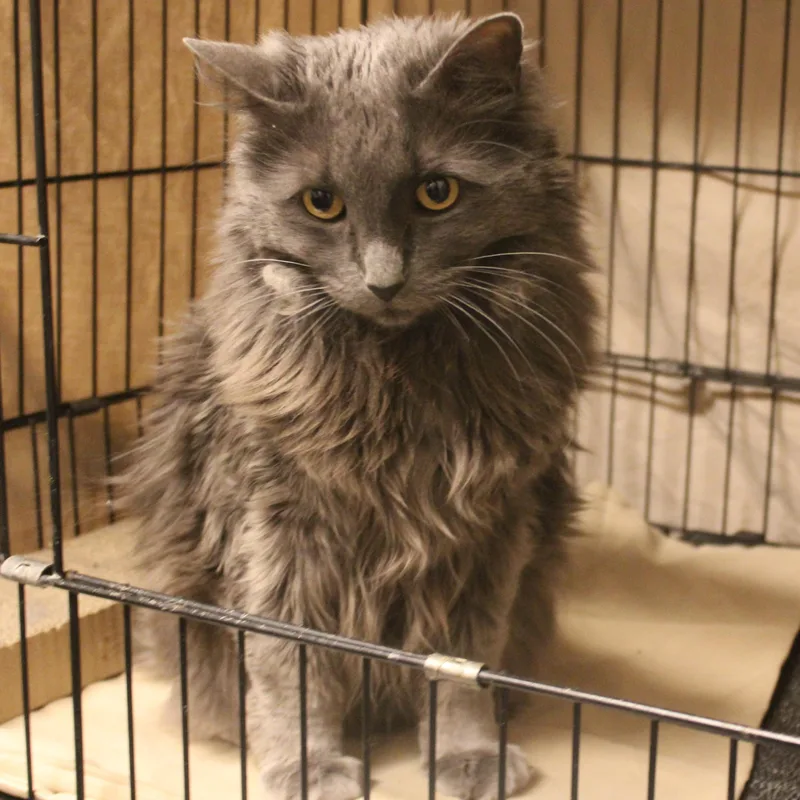 An adult large-sized female Gray / Blue / Silver Domestic Long Hair cat named Missy for adoption in Yucca Valley, CA