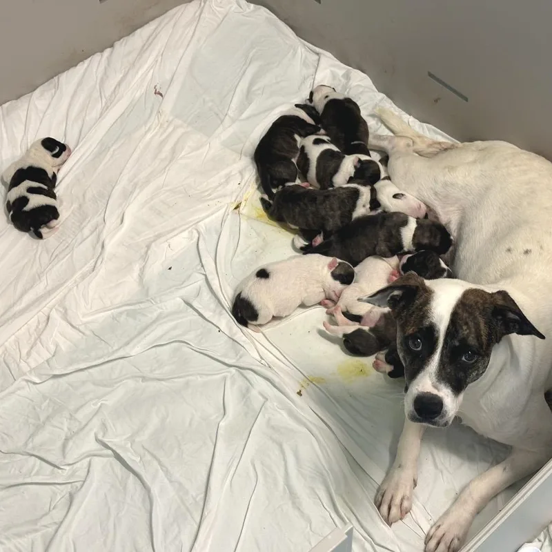 A baby medium-sized male White / Cream Terrier dog named Cadpig for adoption in LOXAHATCHEE, FL