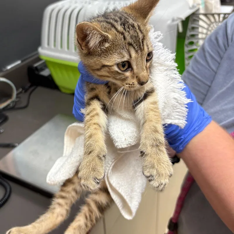 A baby small-sized male Orange / Red Domestic Short Hair cat named Krumm for adoption in Columbus, GA