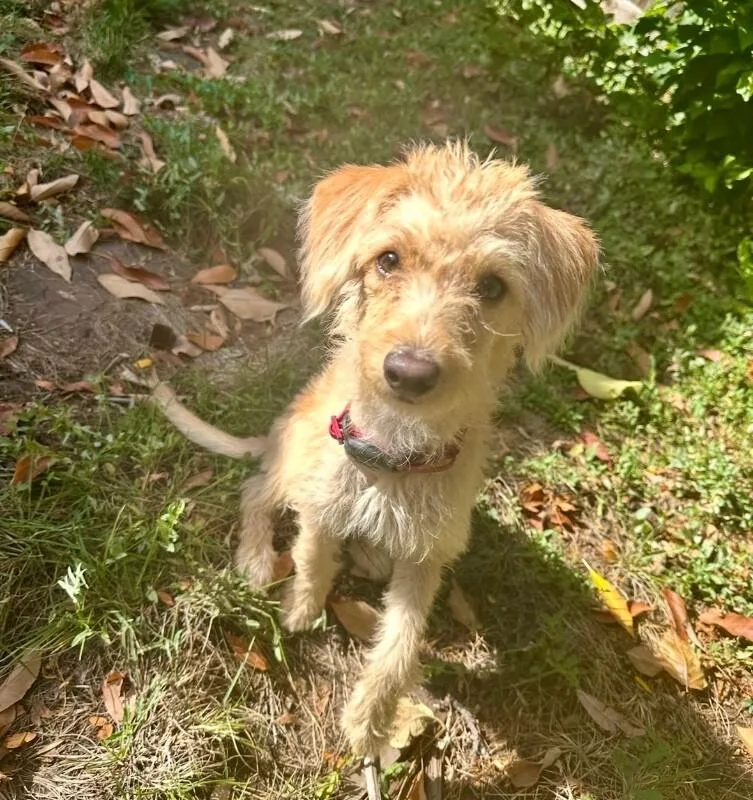A baby small-sized female Terrier dog named Tilly for adoption in Boulder, CO