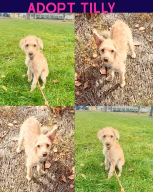 Tilly thumbnail 2
