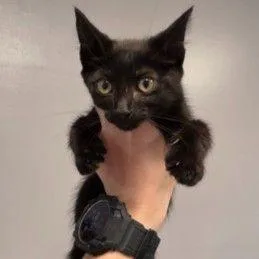 A baby small-sized male Black Domestic Short Hair cat named Snake Doc for adoption in Middlebury, VT