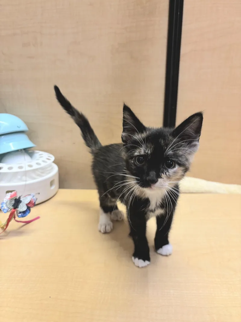 A baby medium-sized female Tortoiseshell cat named Denise for adoption in Albuquerque, NM