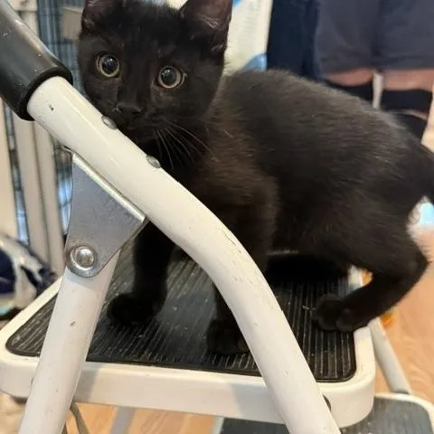 A baby medium-sized male Black Domestic Short Hair cat named Felix for adoption in Millerstown, PA