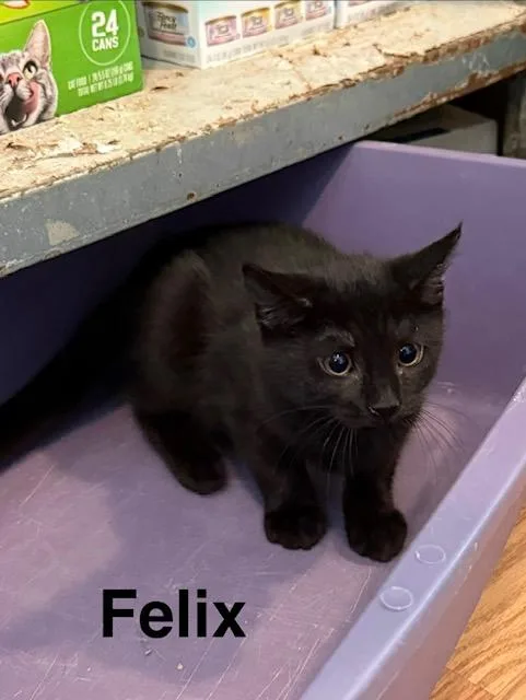 Felix thumbnail 2