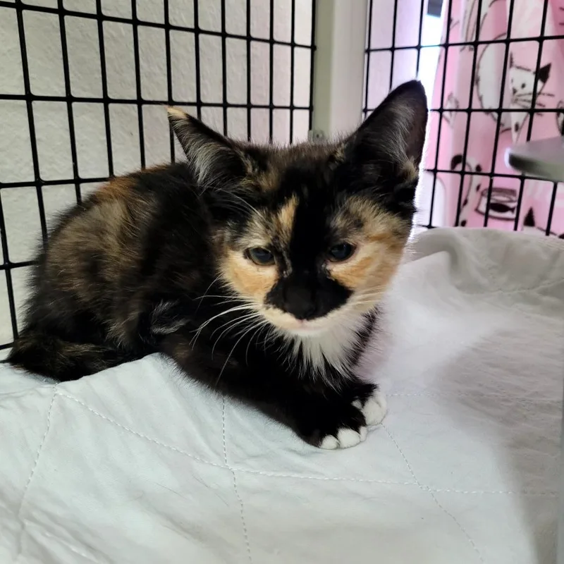 A baby small-sized female Domestic Short Hair cat named Evie for adoption in Allyn, WA