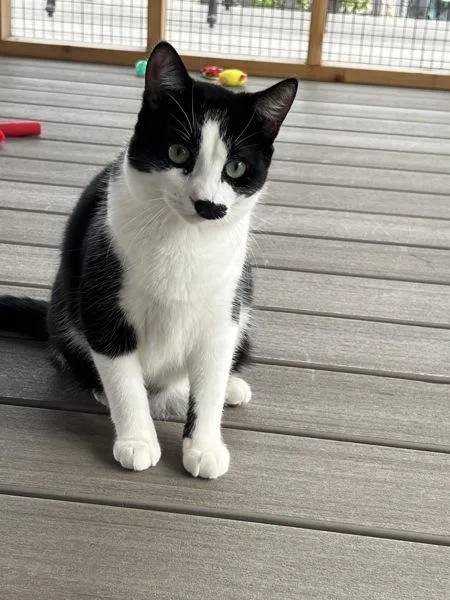 A young medium-sized male Domestic Short Hair cat named Benton for adoption in Vallejo, CA