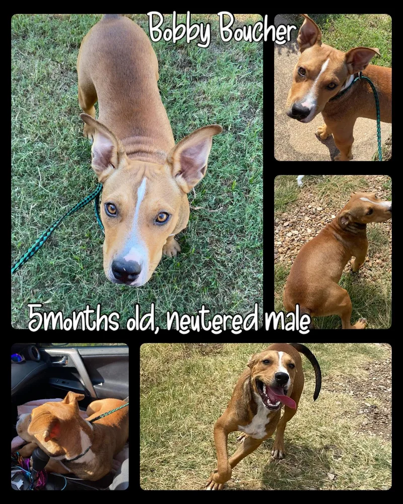 An adult medium-sized male Apricot / Beige Black Mouth Cur dog named Water Boy for adoption in Ladonia, TX
