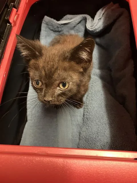 A baby small-sized male Domestic Short Hair cat named Moe for adoption in Long Beach, CA