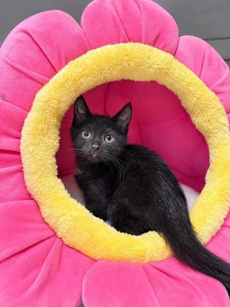 A baby medium-sized male Black Domestic Short Hair cat named Black Bean for adoption in Emerald Isle, NC