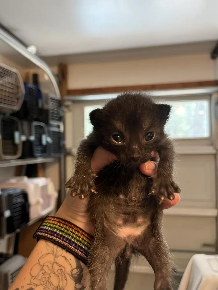 Black Bean thumbnail 2