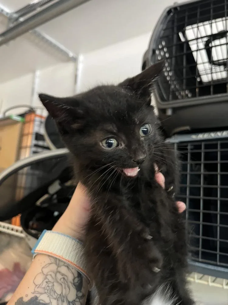 Black Bean thumbnail 3