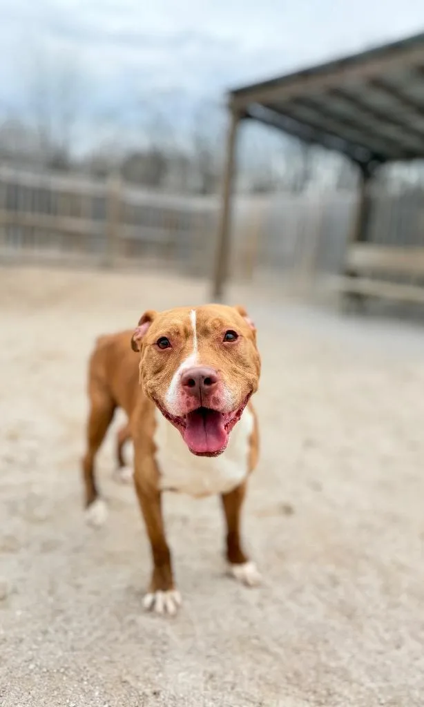 An adult medium-sized male Mixed Breed dog named King for adoption in Muskegon, MI