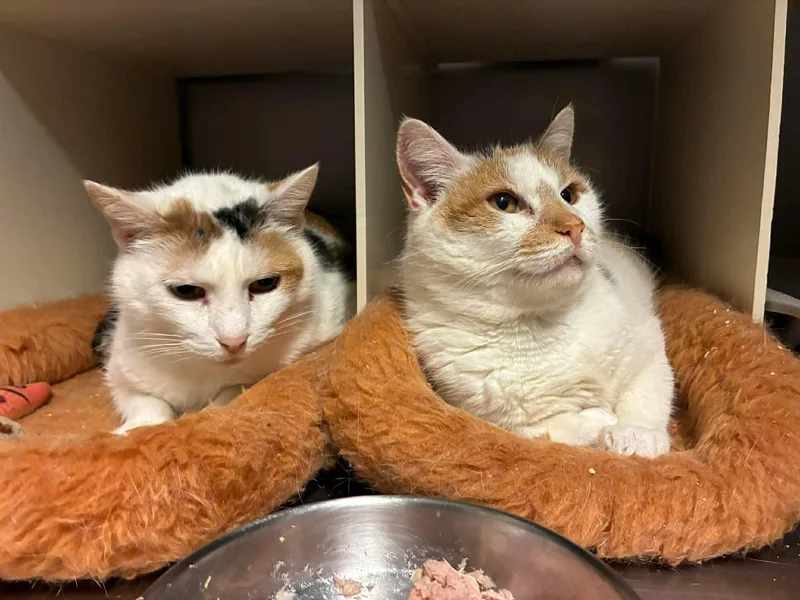 Rizzoli & Isles  thumbnail 2