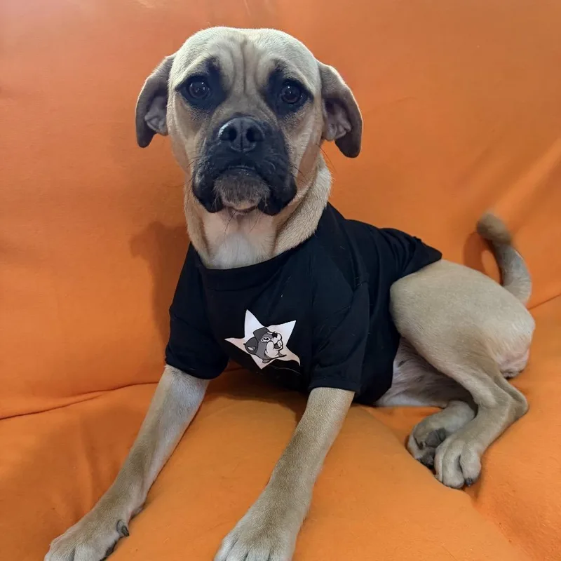 A young medium-sized female Yellow / Tan / Blond / Fawn Pug dog named Marmaduke for adoption in Farmersville, OH