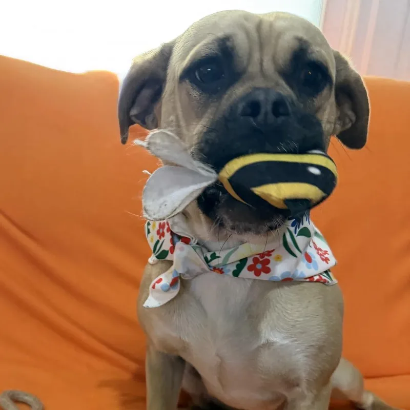 Marmaduke thumbnail 2