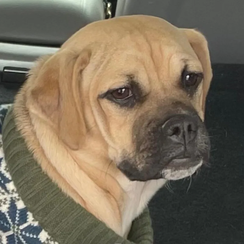 Marmaduke thumbnail 3