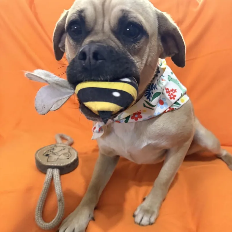 Marmaduke thumbnail 4